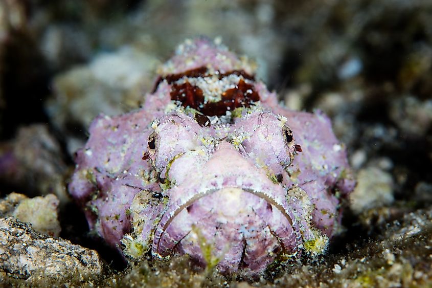 A devil scorpionfish (Scorpaenopsis diabolus)