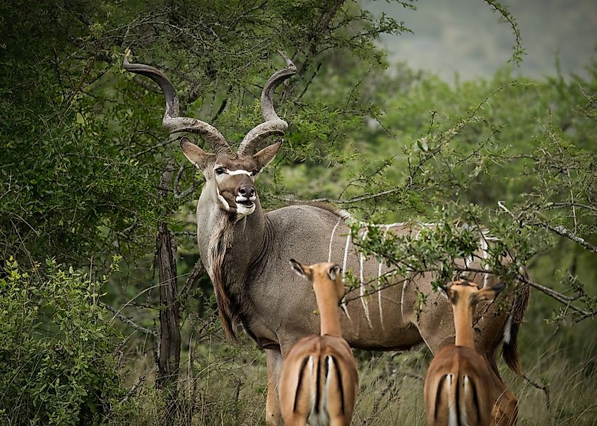 A Kudu bull looks around for potential danger as it browses on acacia thorn trees in the company of two impala antelopes in a game reserve in South Africa. Via Shutterstock / Shirley Jayne Photography.