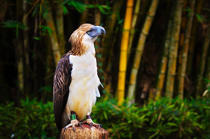 A Philippine eagle (Pithecophaga jefferyi)