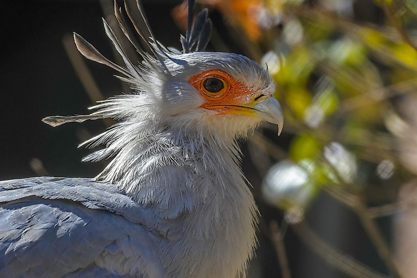 A secretary bird (Sagittarius serpentarius)