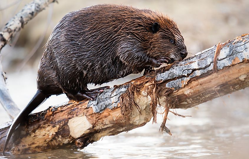 A North American beaver (Castor canadensis)