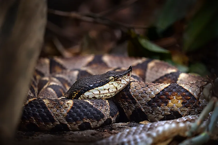 A sharp-nosed viper (Deinagkistrodon acutus)
