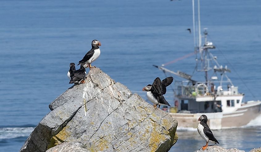 Atlantic puffins on an island off the coast of Maine.