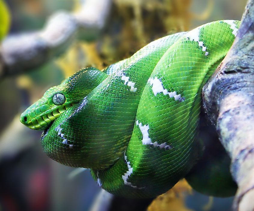 Emerald Tree Boa (Corallus caninus) resting on a tree.