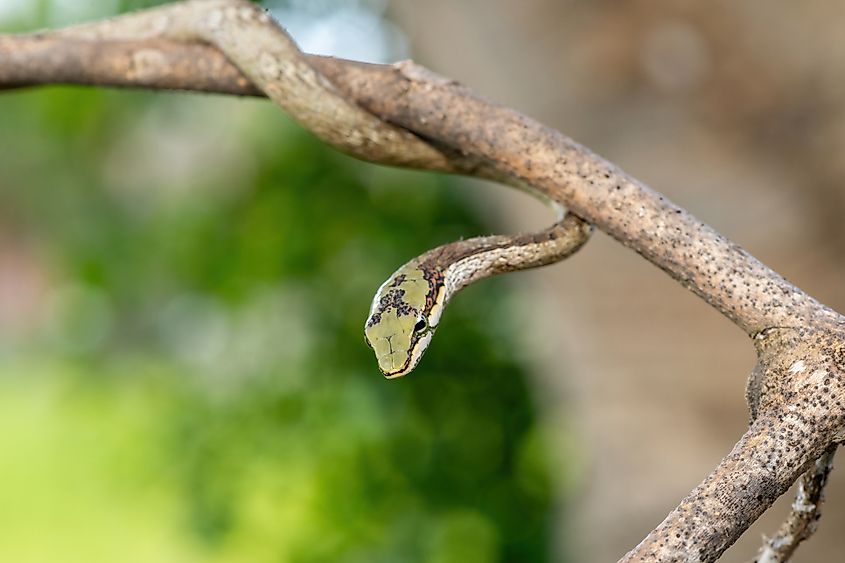 A southern vine snake (Thelotornis capensis)