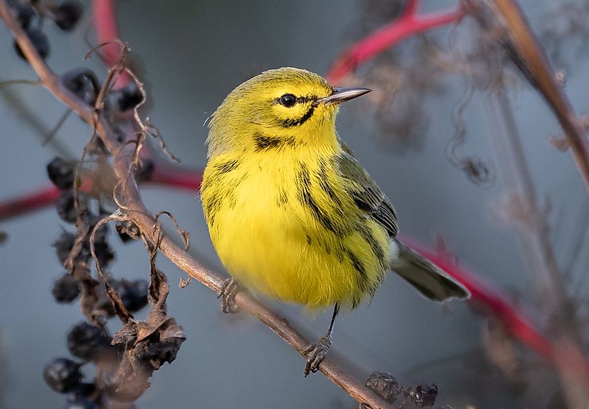 A prairie warbler (Setophaga discolor)