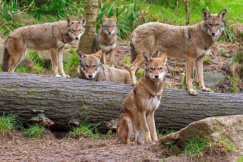 A pack of red wolves in the wild