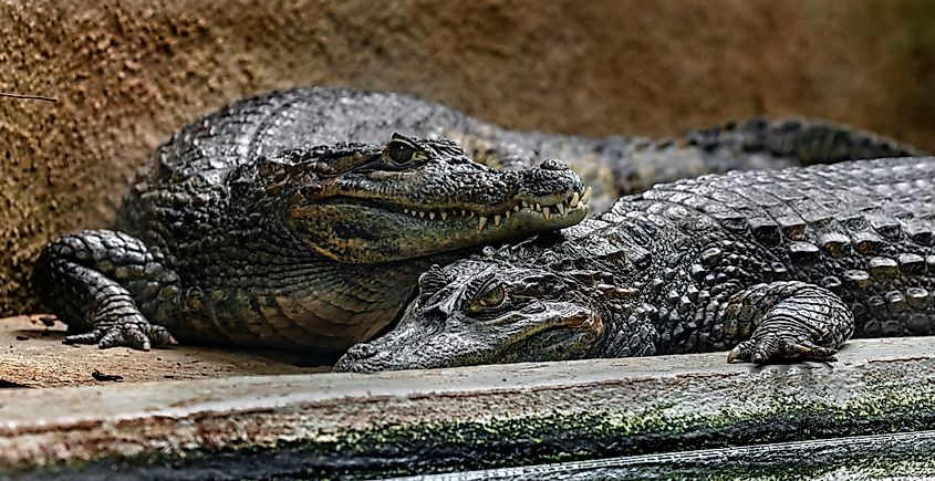 A couple of spectacled caimans