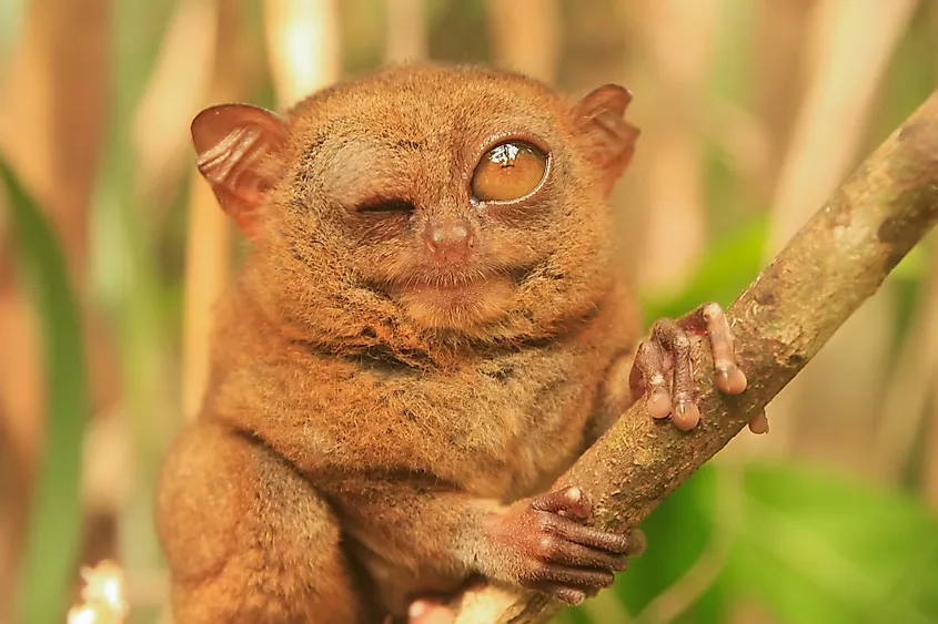 A tarsier on a branch