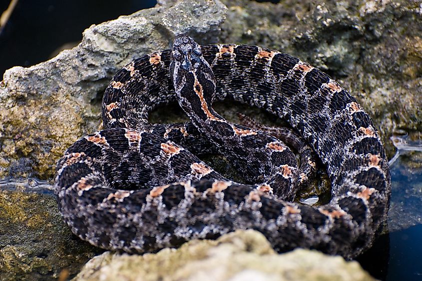 A pygmy rattlesnake coiled tightly in a defensive posture.