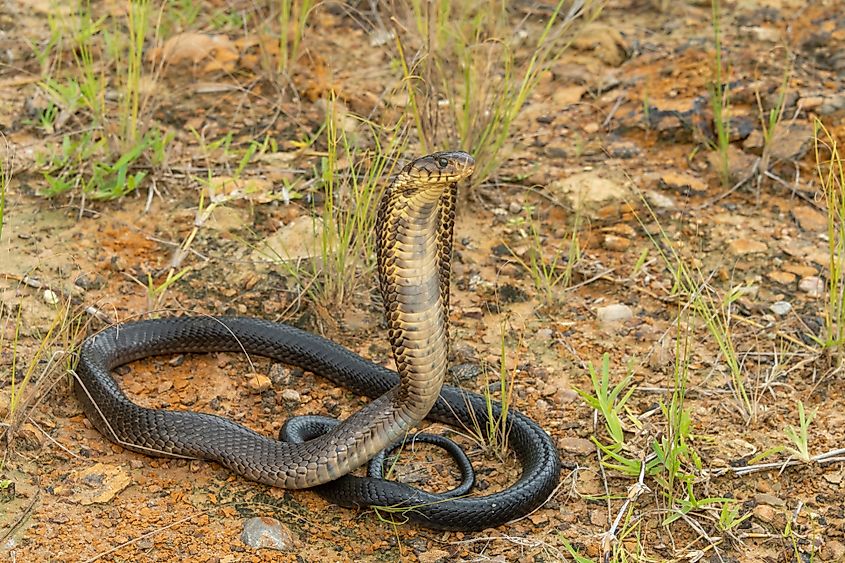 A brown forest cobra (Naja subfulva)