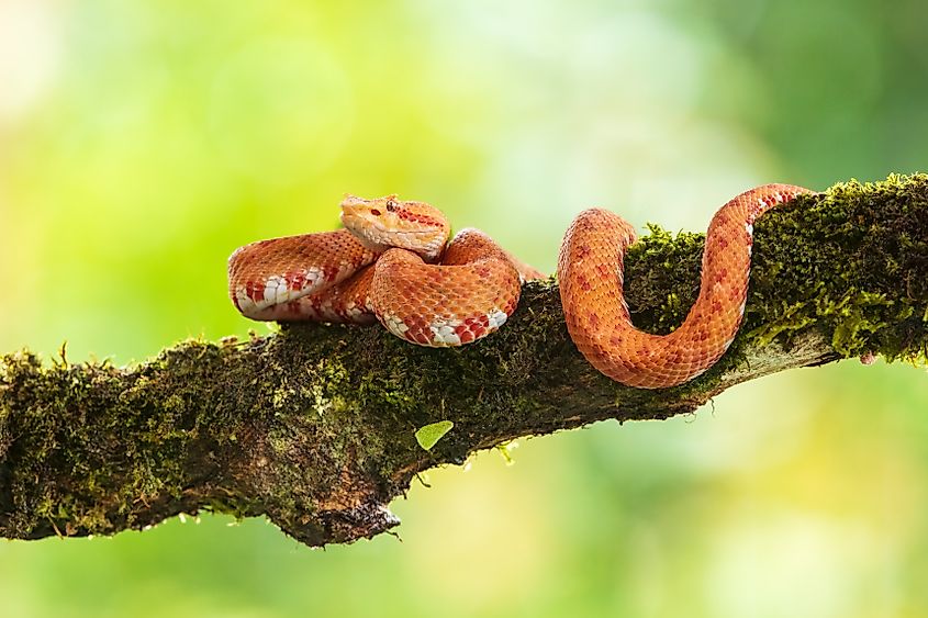 An eyelash viper (Bothriechis schlegelii)