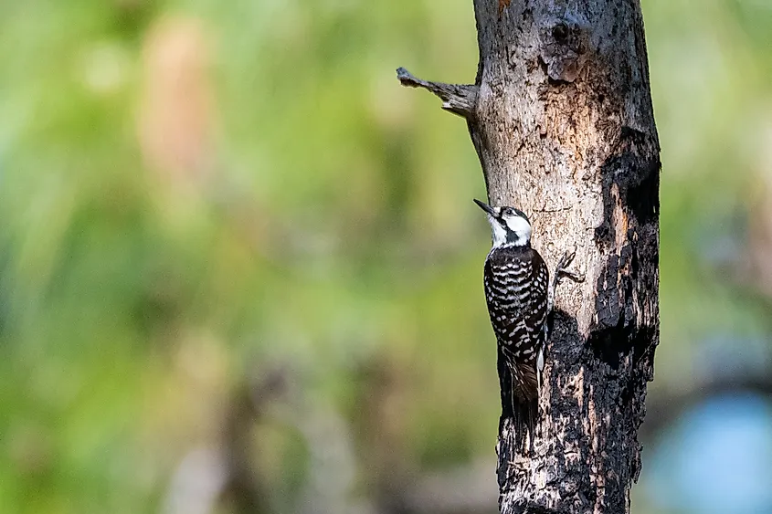 A red-cockaded woodpecker (Leuconotopicus borealis)