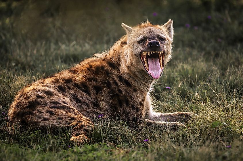 Spotted hyena (Crocuta crocuta) in grassy terrain. Credit: Aweh Photography via Shutterstock