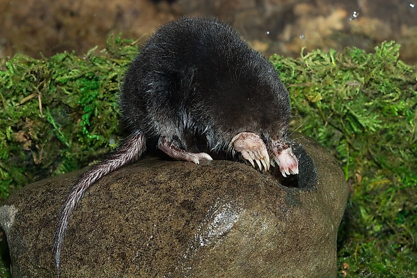 A star-nosed mole (Condylura cristata)