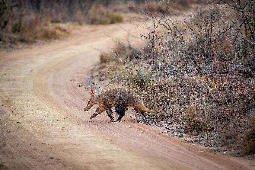 An aardvark (Orycteropus afer)