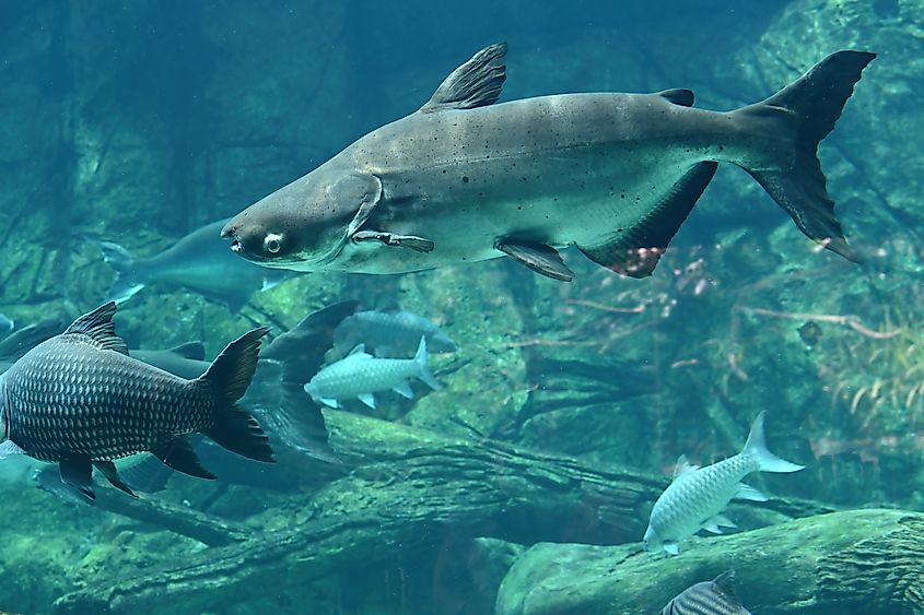 A Mekong giant catfish (Pangasianodon gigas)