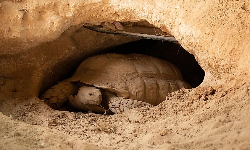 A desert tortoise in its underground burrow.