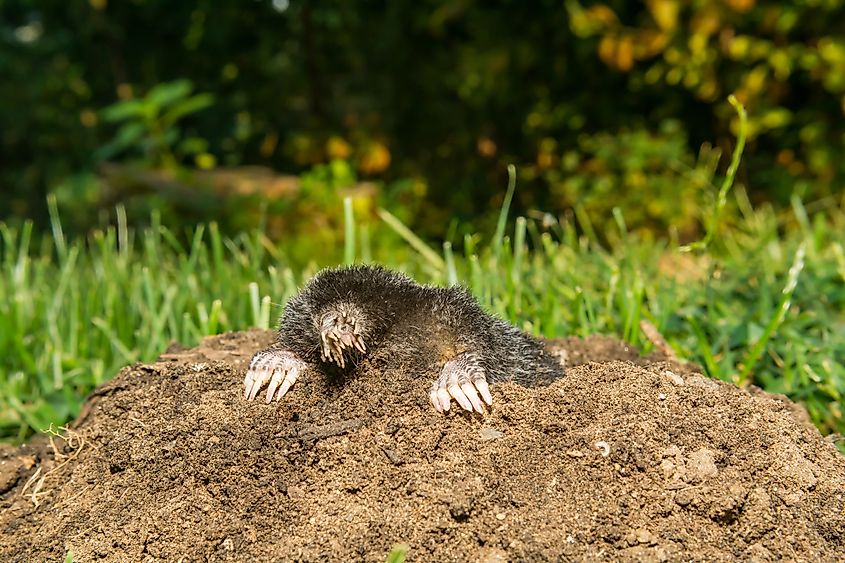 A star-nosed mole (Condylura cristata)