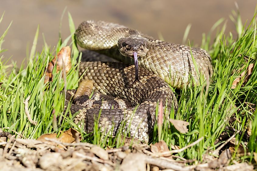 A Northern Pacific rattlesnake