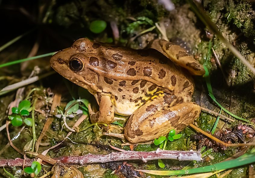 A relict leopard frog (Lithobates onca)