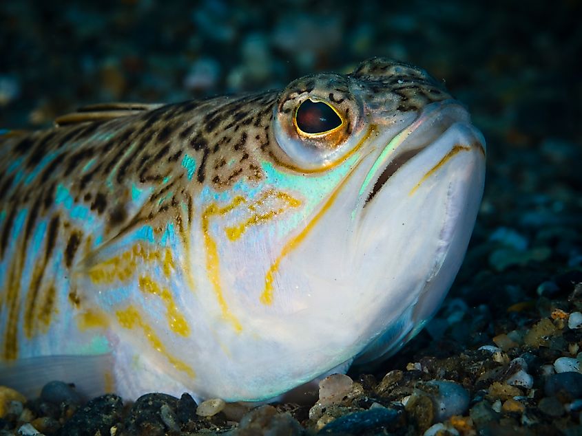 A weeverfish