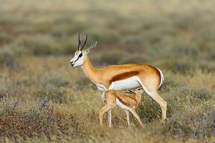 A springbok nursing its lamb