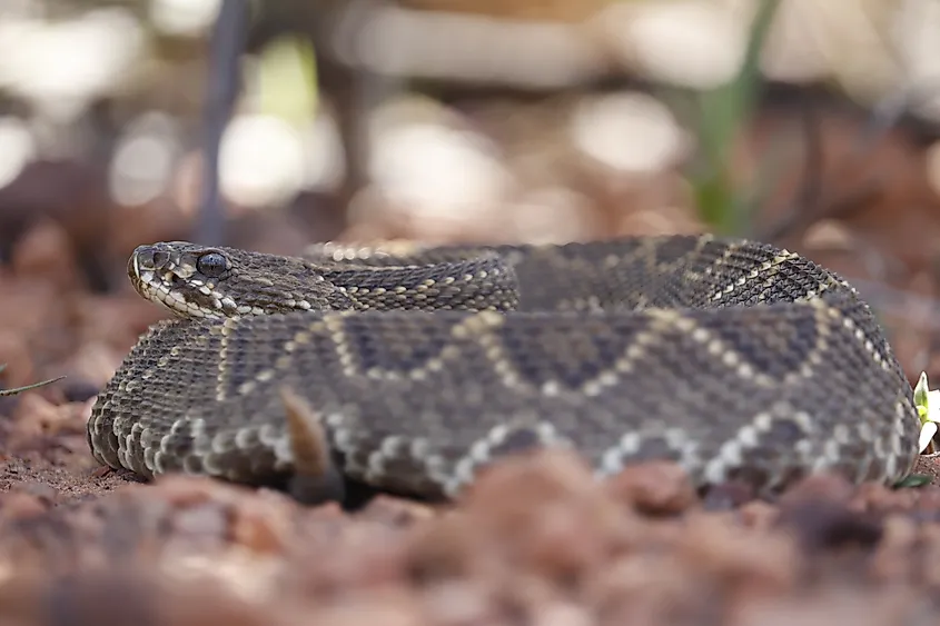 A neotropical rattlesnake (Crotalus durissus)