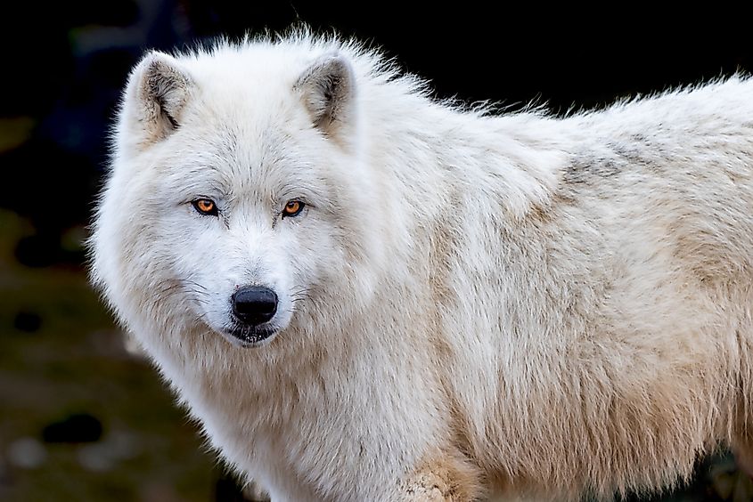 The Arctic wolf (Canis lupus arctos).