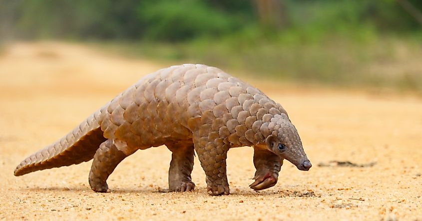 A pangolin on a dirt road
