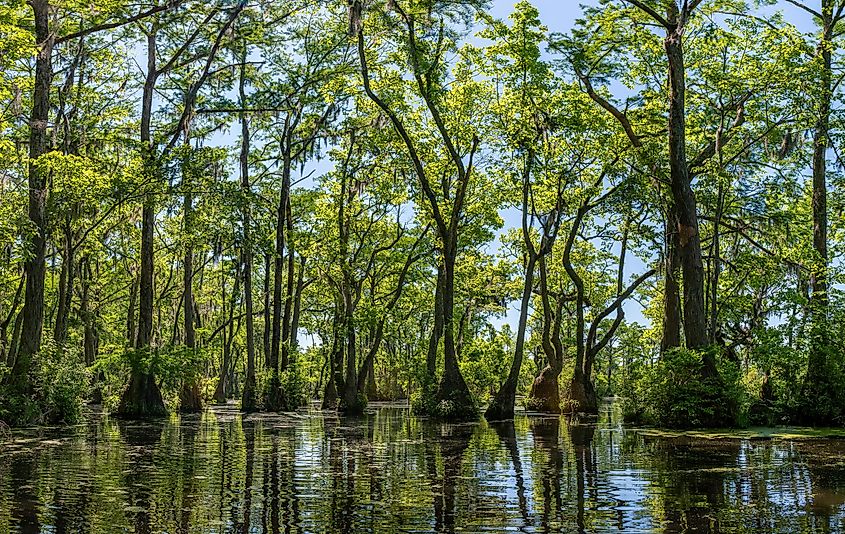 Merchants Millpond State Park in northeastern North Carolina