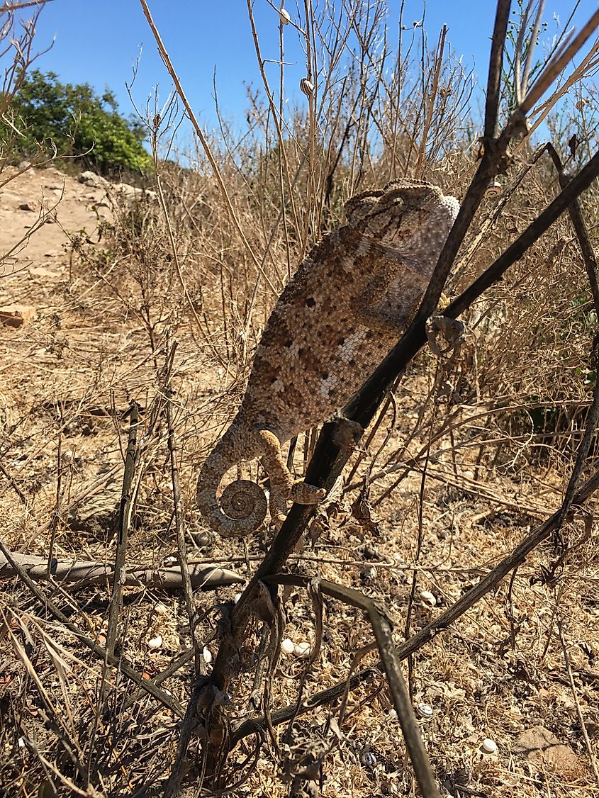 Chameleon sitting on dry stems of bush.