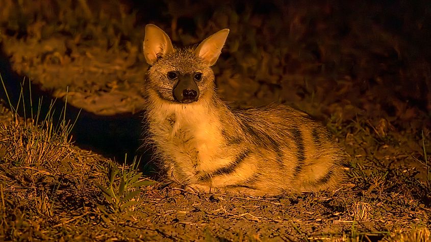 An aardwolf (Proteles cristata)
