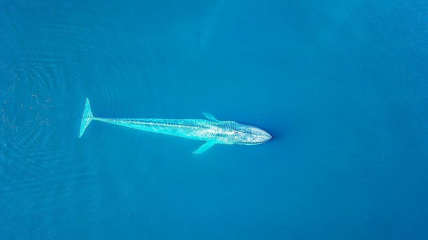 A blue whale (Balaenoptera musculus)