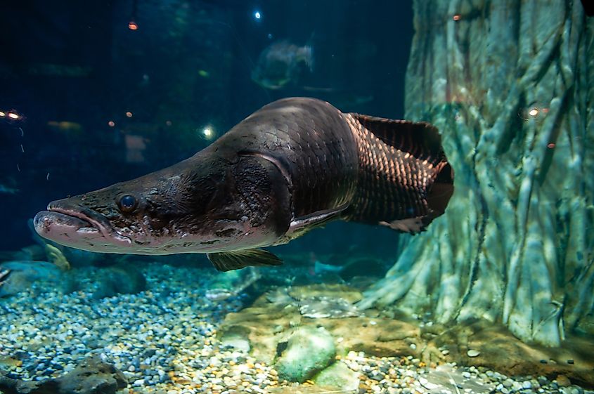 An arapaima (Arapaima gigas)