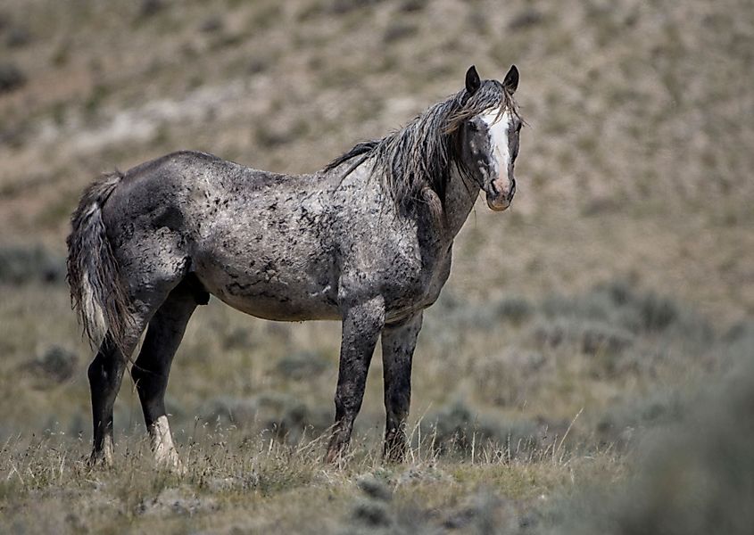 A nokota horse (Equus ferus caballus)