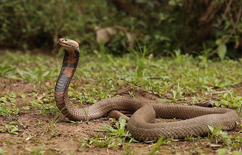 A Mozambique spitting cobra (Naja mossambica)