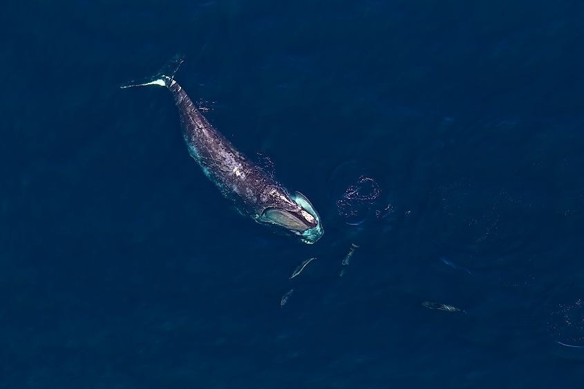 A North Atlantic right whale at the surface.