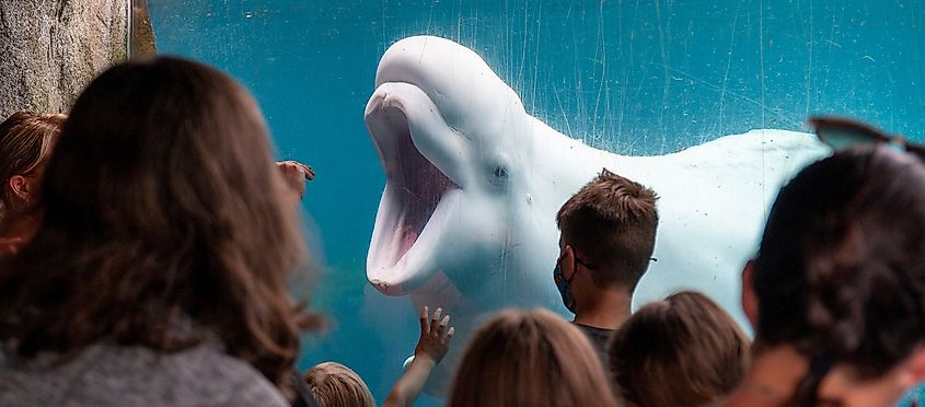 Beluga at the Mystic Aquarium. Image credit: WoodysPhotos via Shutterstock.com