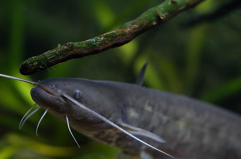A wels catfish (Silurus glanis)