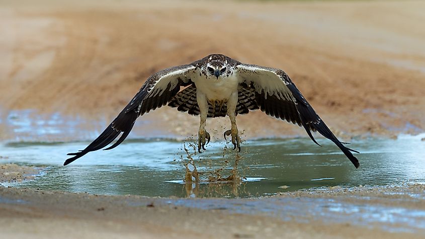 A martial eagle in Kgalagadi Transfrontier Park, South Africa.
