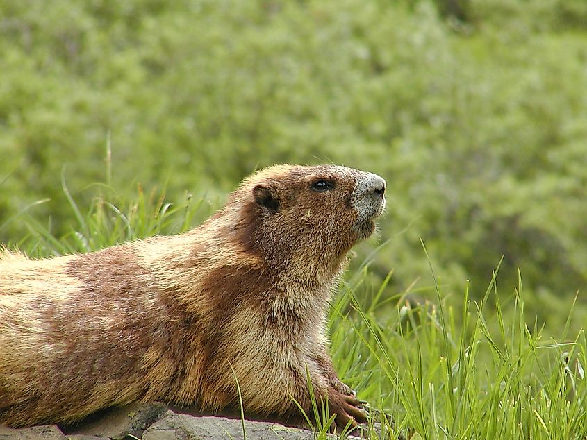 An Olympic marmot (Marmota olympus)