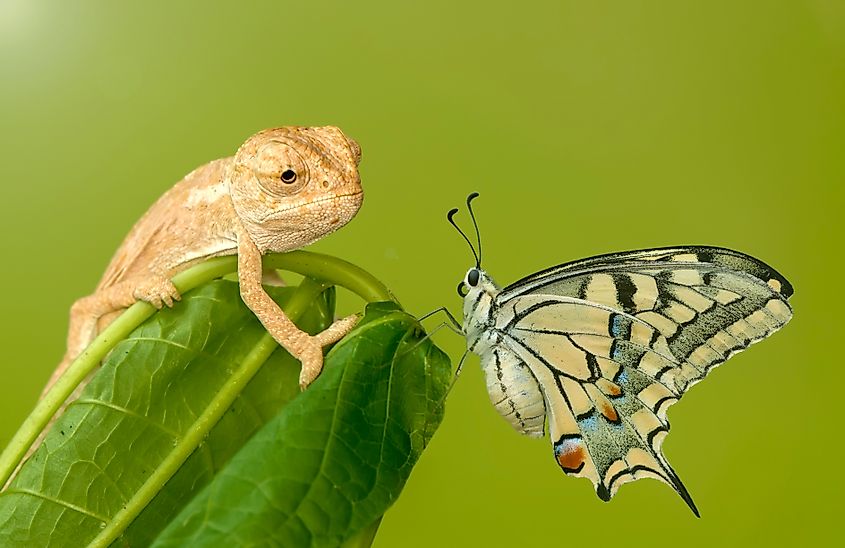 Large tropical butterfly and baby green chameleon sitting on flower in a summer garden.