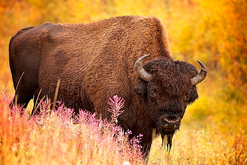 A North American bison (Bison bison)