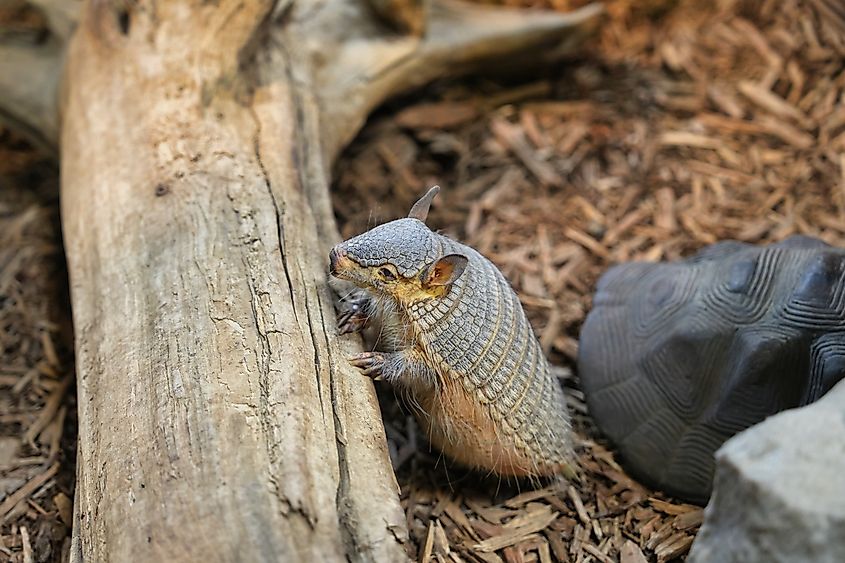 A baby armadillo