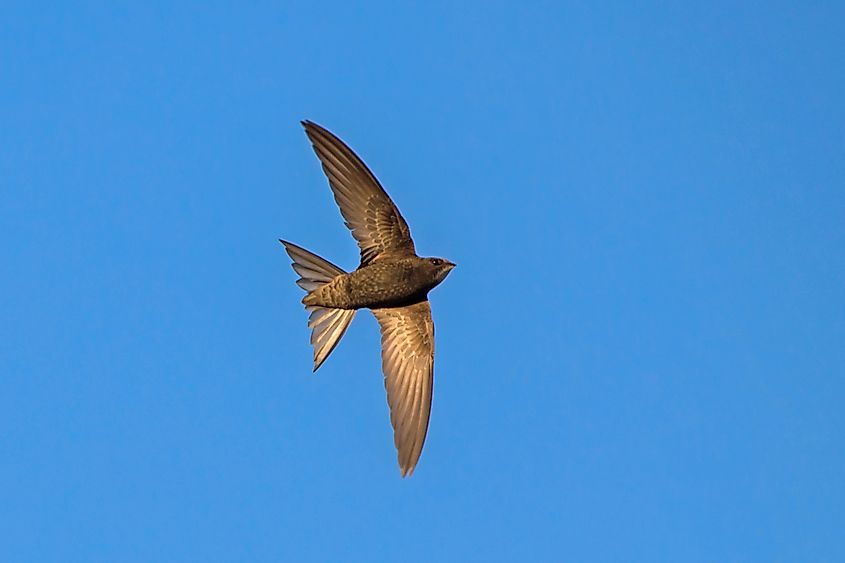 A common swift (Apus apus) flying against a blue sky.