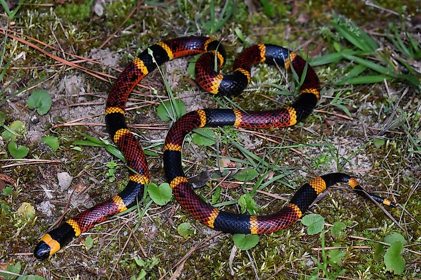 A Texas coral snake (Micrurus tener)