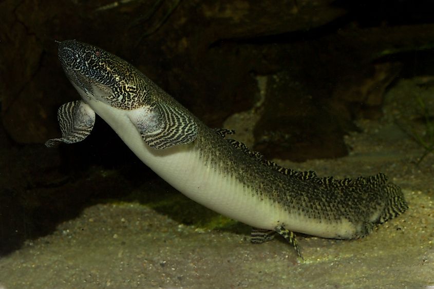 A West African lungfish.