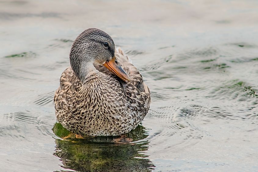An American black duck