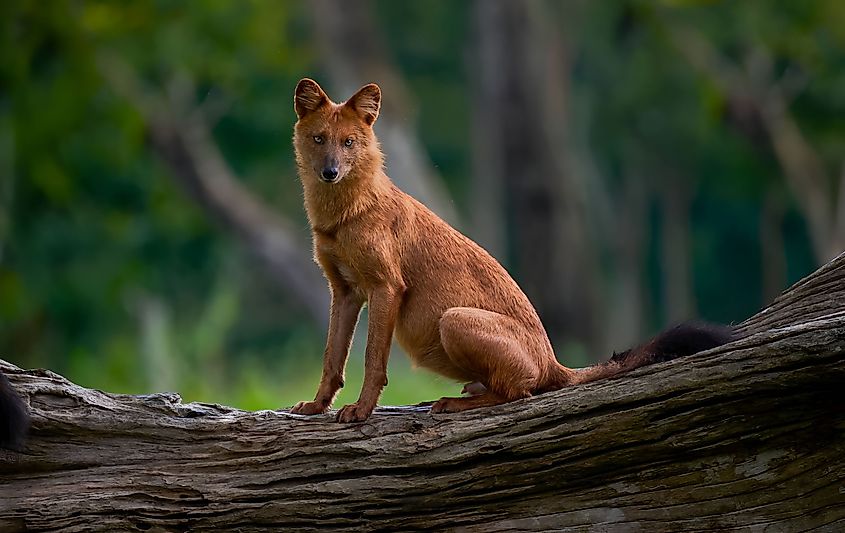 A dhole (Cuon alpinus)